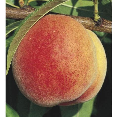 It should be planted in full sun (at least six hours a day) in. Prunus Persica Tree (Lw01268) in the Fruit Plants ...