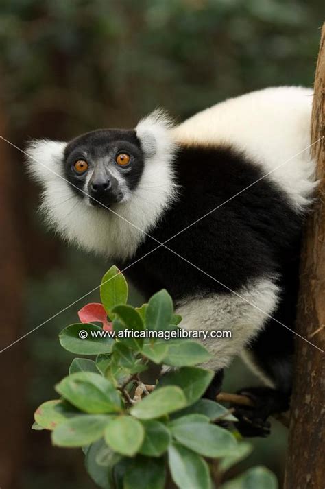 Photos And Pictures Of White Belted Black And White Ruffed Lemur