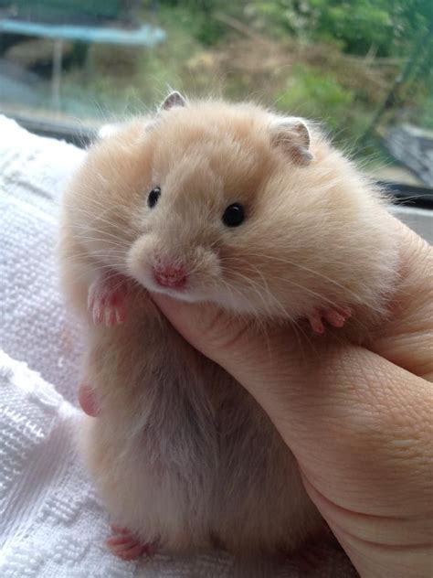 Buy Home Bred Pedigree Syrian Hamsters Here Cream Uk Stock Cute Baby