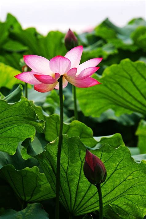 Purple lotus flower wallpapers for android natures wallpapers. 49+ Lotus Flower iPhone Wallpaper on WallpaperSafari