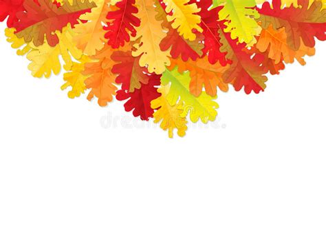 Autumn Oak Leaves Stock Illustration Illustration Of Brown 77247142