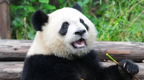 Giant Panda Facts And Pictures Panda Panda Facts Panda Bear