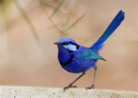 The Splendid Fairy Wren Is Native To The Australian Continent The Male