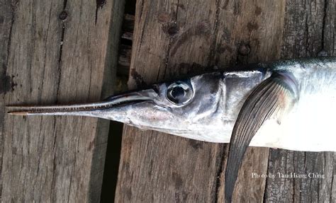Korang boleh cuba teknik yang di. Needlefishes - Talk About Fish