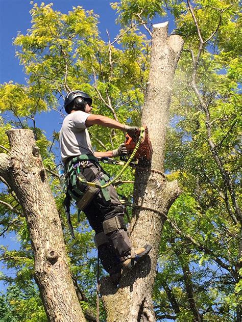 Georgia paws provides wildlife removal in loganville ga and surrounding areas. Stump Grinding Loganville GA | Treeman Tree Removal ...