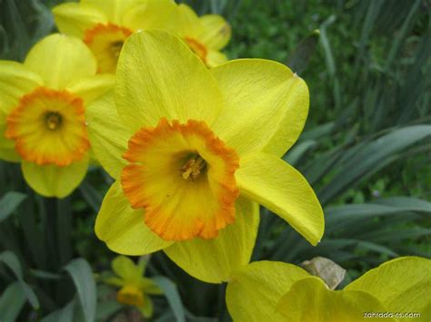Narcis Narcissus Delibes Květy Květenství Zahrada