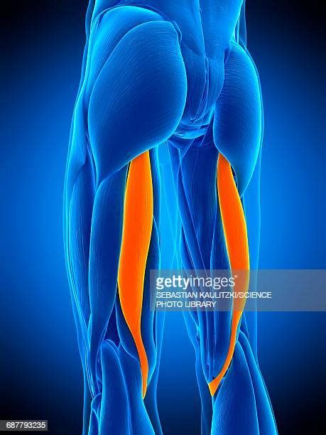 Hamstring Anatomy Photos And Premium High Res Pictures Getty Images