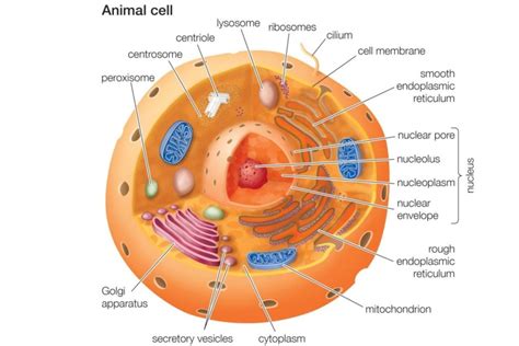 Sel Eukariotik Pengertian Dan Bagian Bagiannya Hot Sex Picture