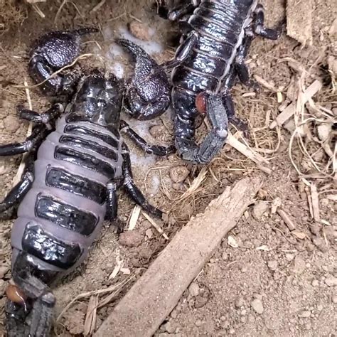 Look Whos Gravid Pregnant A Female Emperor Scorpion Gives Live