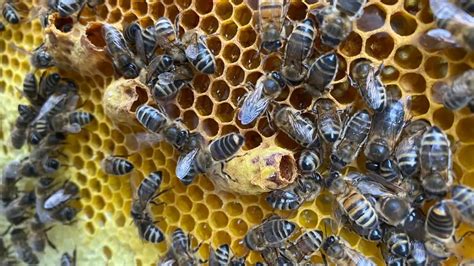 What Does A Honey Bee Hive Look Like Beekeeper Tips