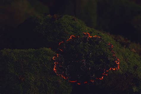 Bioluminescent Forest Film Uses Digital Mapping To Light Up The