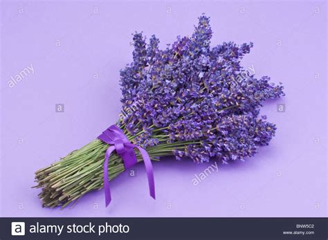 Bunch Of Lavender Stock Photo Alamy