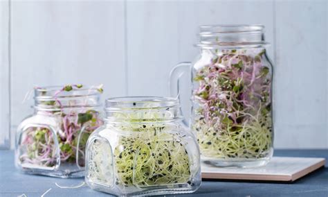 3 Easy Steps To Grow Sprouts In A Mason Jar Fig And Spruce