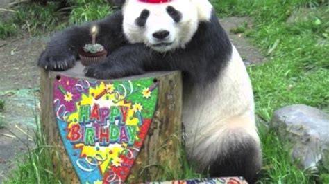 Happy Birthday Panda Youtube