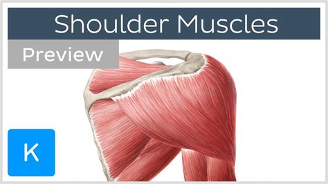 Muscles Of The Shoulder Origins Insertions And Functions Preview