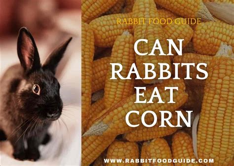 Can Rabbits Eat Corn Complete Health Guide And Issues