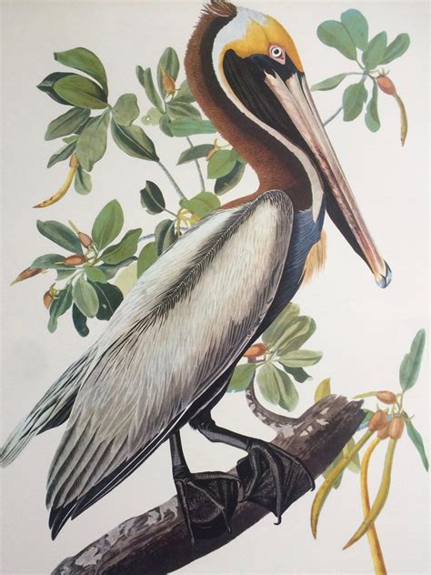 Brown Pelican Large Original Vintage 1964 Audubon Print 14 X 17 Inches