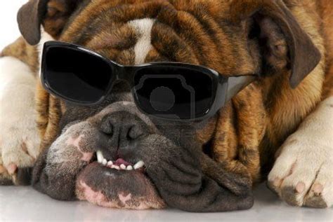 English Bulldog Wearing Cool Sunglasses On White Background Cool