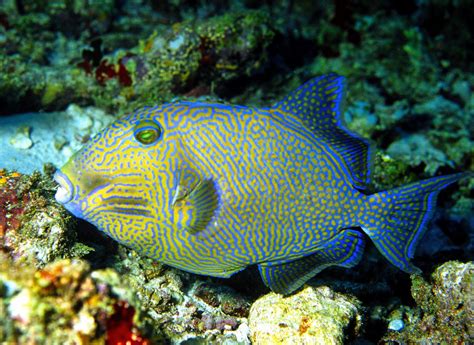 Blue Triggerfish Pseudobalistes Fuscus Photo J Ponces Photos At
