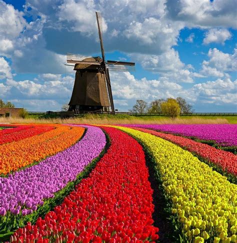 Tulips And Windmills The Netherlands Beautiful Gardens Scenery