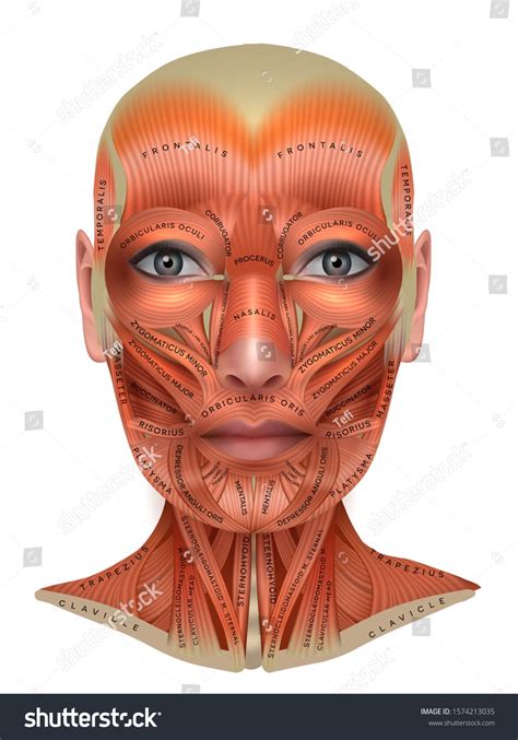 The Human Face And Neck With Muscles Labeled On It Stock Photo 53987382