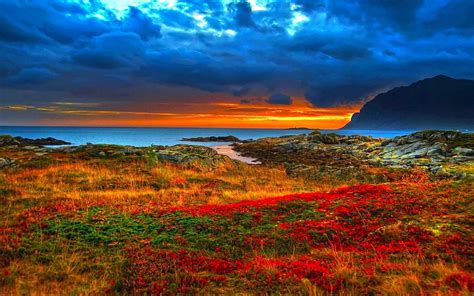 Ocean Of Flowers Seashore Sunset