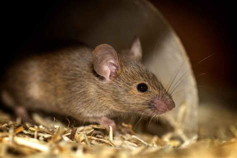 Common Rodents In Ne Mississippi Barnes Pest Control Llc