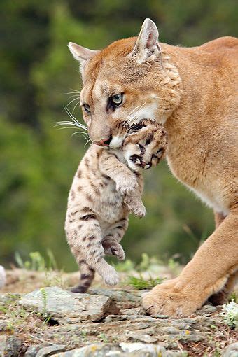 Pin On Mountain Lion Cougar Or Puma