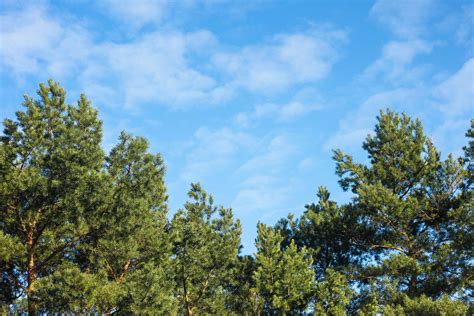 Branches Clouds Conifers Daylight Environment Evergreen Fir Trees