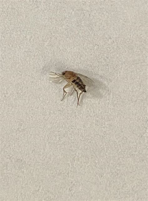 Very Small Flying Bug In An Office Whatsthisbug
