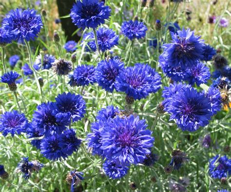 Blue Cornflower Bachelor Button Centaurea Cyanus 100 Seeds