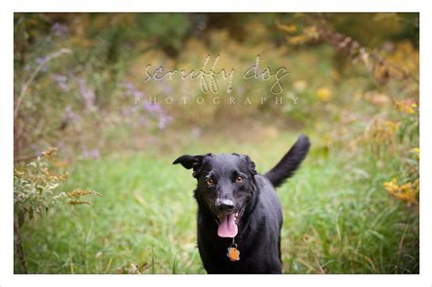 Crazy Eyes Dobie ~ Waterloo Ontario Dog Photographer