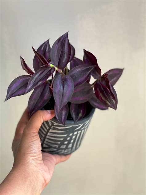 Purple Wandering Jew Purple Heart Easy Care Indoor Plant Etsy