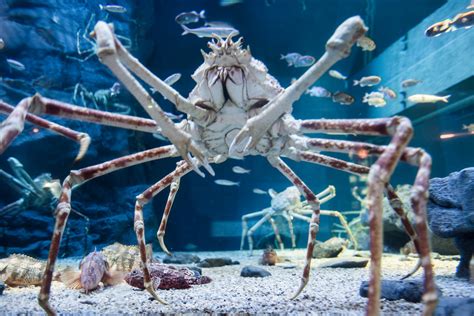 Japanese spider crabs are featured in the following book: Japanese spider crab | Taken at Kaiyukan aquarium in Osaka ...