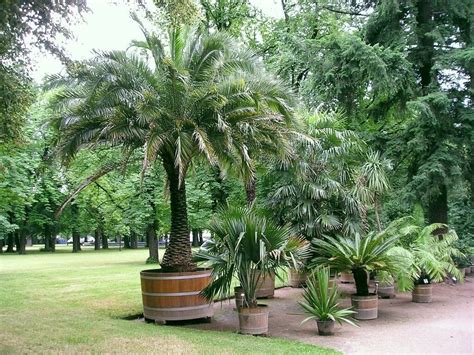 18 Small Or Dwarf Palm Trees Perfect Addition To A Garden Eathappyproject