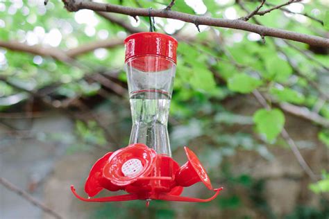 Where To Place Hummingbird Feeders 8 Tips