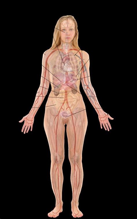 Welcome to innerbody.com, a free educational resource for learning about human anatomy. Female Anatomy Organs Diagram | Anatomy organs, Female anatomy, Female reproductive anatomy