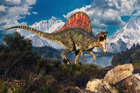 Spinosaurus Dinosaur Illustration Stock Image F0357556 Science