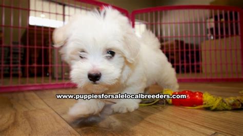 Puppies For Sale Local Breeders Beautiful Havanese Puppies For Sale