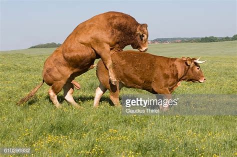 Vache Limousine Photos Et Images De Collection Getty Images