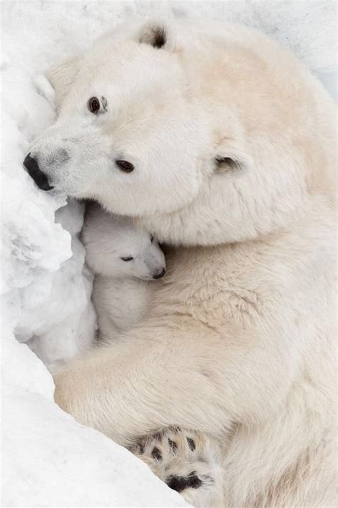 Pin By Mari R On Bears Cute Animals Baby Polar Bears Animals