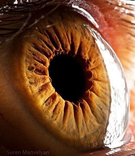 Как выглядит человеческий глаз под микроскопом фото Виртуальный