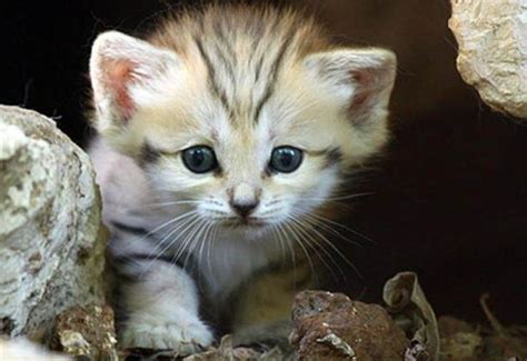 Rare And Unusual Sand Cat Kitten Animals Bugs Felis Margarita Small