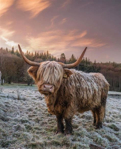How Cute Is This Highland Cow😍 Congratulations To Jangreenleaf For