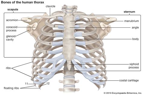 However, only seven have a direct articulation with the sternum. rib cage | Anatomy & Function | Britannica
