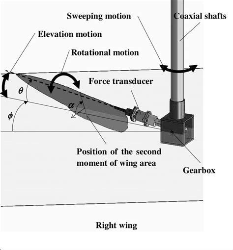 Schematic Drawing Of The Flapping Wing Download Scientific Diagram