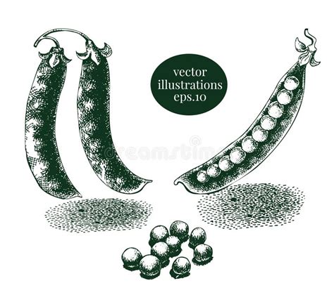 Green Peas And Pea Pod Hand Drawn Illustration Set Engraved Sketches