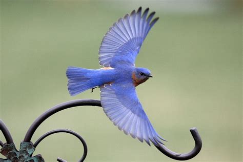 Like No Other Bird I Know Of The Bluebird Is Attractive From Any Side