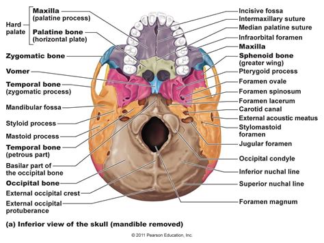 Skeletal Bones From Head To Toe Palatine Bones 2 Facial Bones