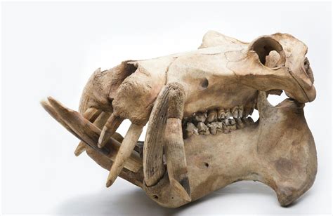 Hippo Skull Animal Skeletons Skull And Bones Hippopotamus